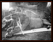 Uno de los leones cazados por el Teniente Coronel Patterson. Entre ambos leones, mataron alrededor de 140 personas.