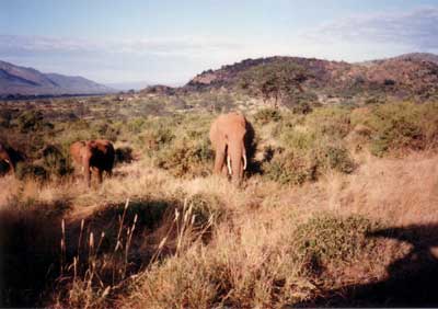 Elefantes separados de la manada principal.